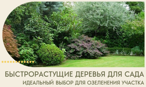 Быстрорастущие деревья для сада идеальный выбор в Истре