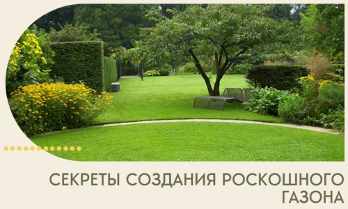 Секреты создания роскошного газона в Истре